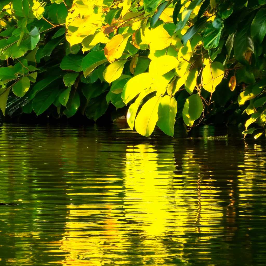 Sunlight filtering through leaves onto water surface